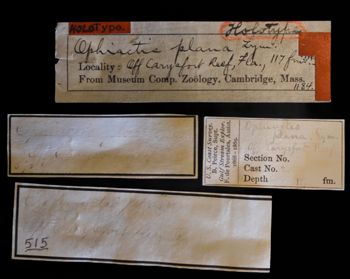 Media type: image;   Invertebrate Zoology OPH-1184 Description: Original handwritten specimen labels;  Aspect: labels1